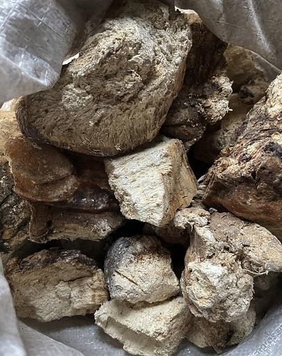 Агарикус лиственничная губка фото 1