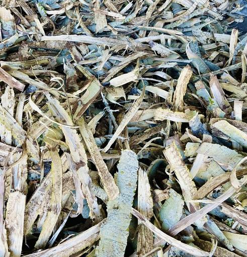 Сбор кора осины фото 2