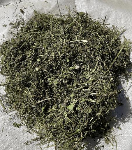 Травяной сбор - Клевер трава фото 1