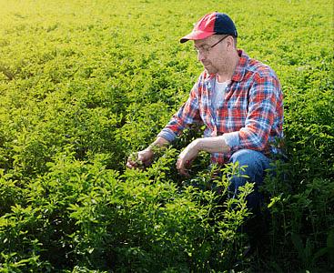 Семена «Люцерна» опт фото 2