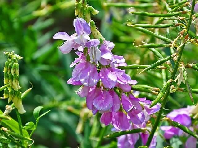 Семена «Галега восточная» опт фото 1