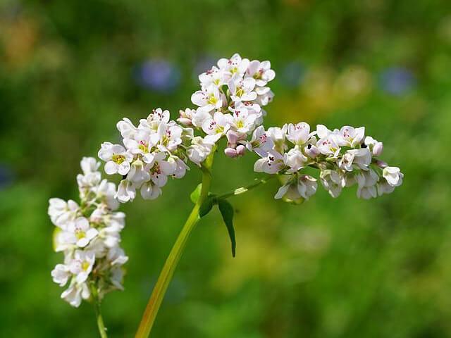 Семена гречихи опт фото 1