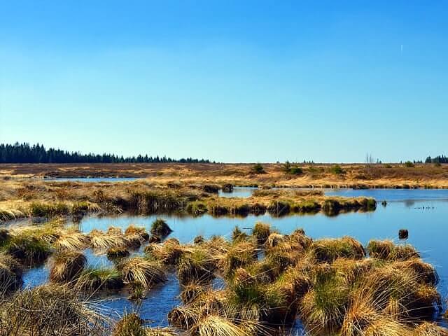 Семена травосмеси для рекультивации болотистых участков опт фото 1