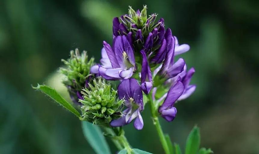 Семена сенокосной протеиновой травосмеси опт фото 1