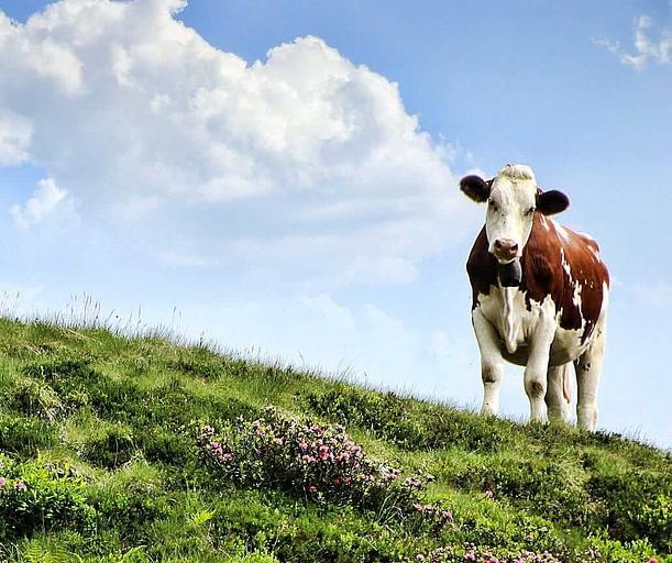 Семена универсальной травосмеси опт фото 1