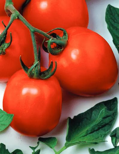 Семена томата детерминантного Seminis «Дуал эрли» F1 опт фото 1