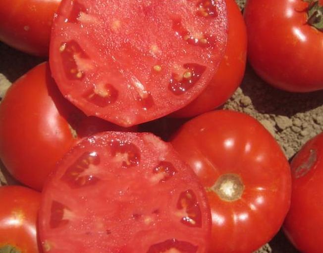 Семена томата детерминантного Clause «Оберон» F1 опт фото 1