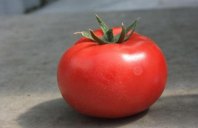 Семена томата индетерминантного Clause «Оазис» F1 опт фото 1