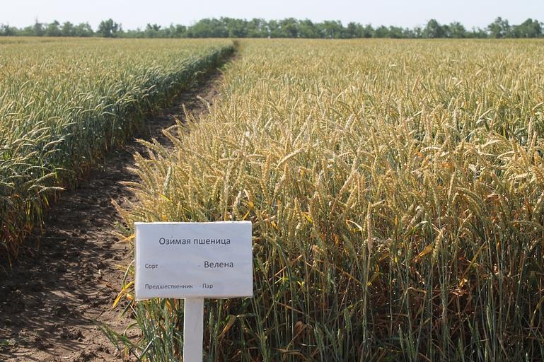 Пшеница мягкая озимая «Велена» опт фото 1