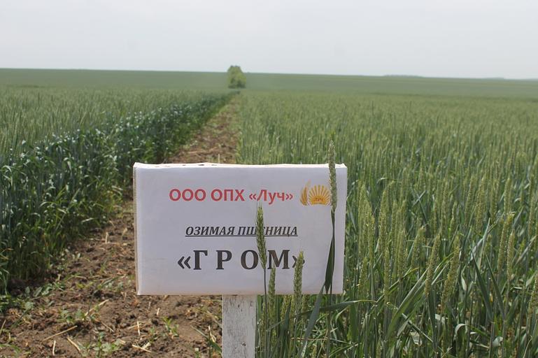 Пшеница мягкая озимая «Гром» опт фото 1