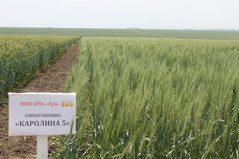 Пшеница мягкая озимая «Каролина 5» опт фото 1