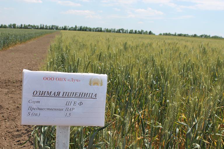 Пшеница мягкая озимая «Шеф» опт фото 1