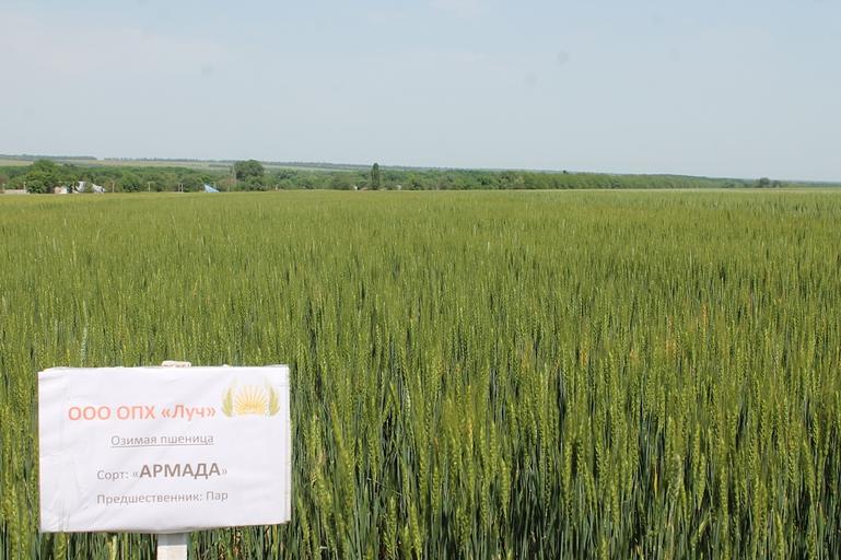 Пшеница мягкая озимая «Армада» опт фото 1
