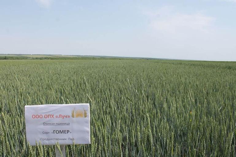 Пшеница мягкая озимая «Гомер» опт фото 1