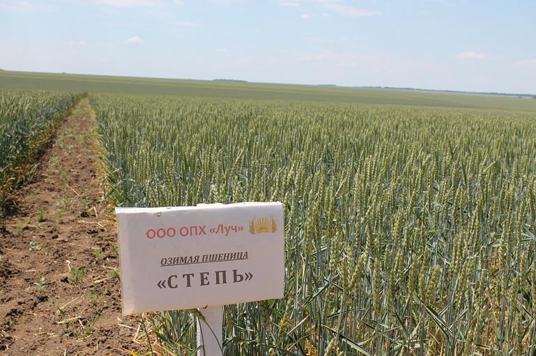 Пшеница мягкая озимая «Степь» опт фото 1