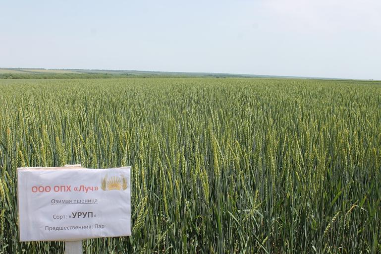 Пшеница мягкая озимая «Уруп» опт фото 1