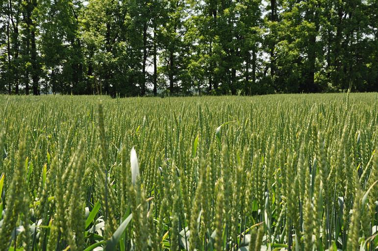 Пшеница мягкая озимая «Этюд» опт фото 1