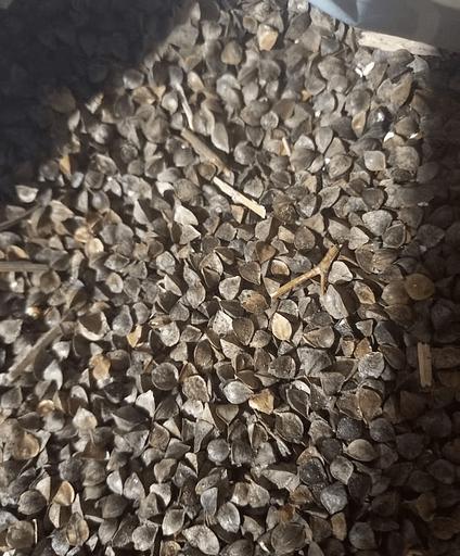 Семена гречихи опт фото 2