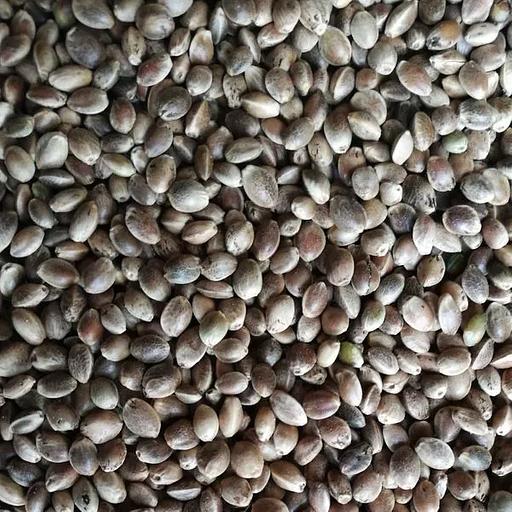 Семена конопли технической опт фото 1