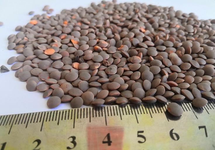 Чечевица красная опт фото 1