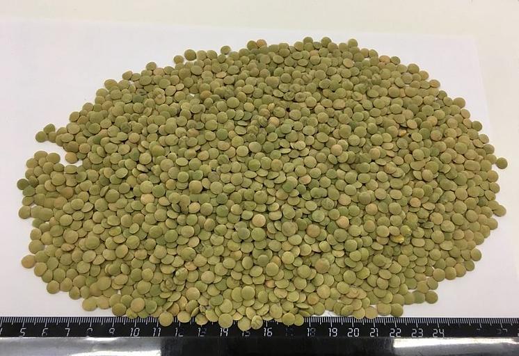 Чечевица зелёная тарелочная «Алтайская» опт фото 1