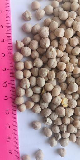 Нут «Алтайский» опт фото 1