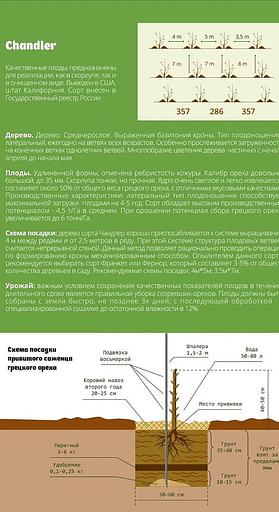 Саженцы фундука фото 2