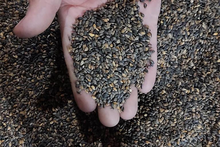 Семена ели ОПТ фото 2