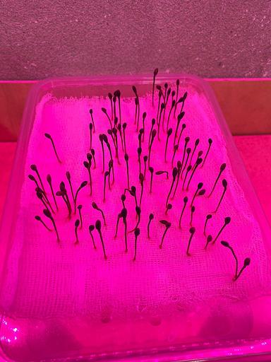 Семена ели ОПТ фото 4