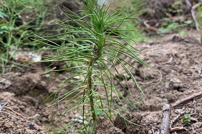 Семена лиственницы ОПТ фото 2