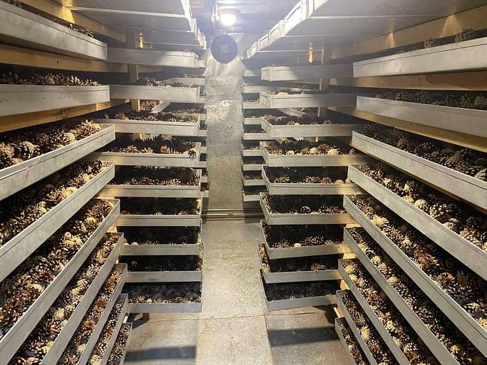 Семена лиственницы ОПТ фото 3