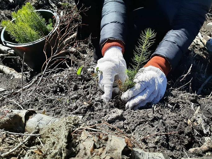 Семена лиственницы ОПТ фото 5