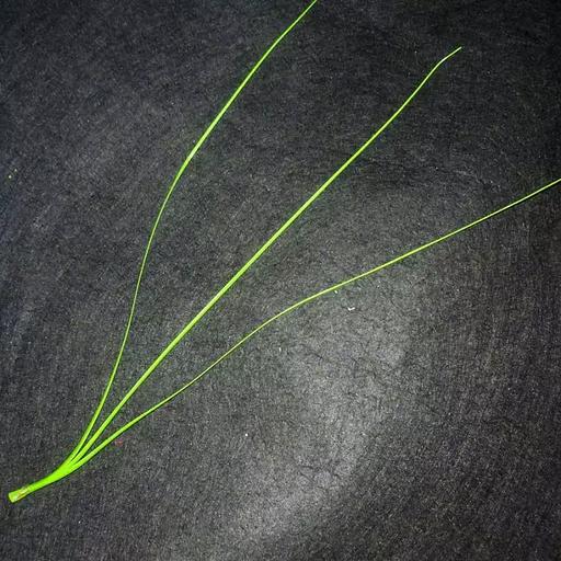 Добавка на ветку осока тройная 27см (пучок около 200 штук) 4400шт/кг фото 1