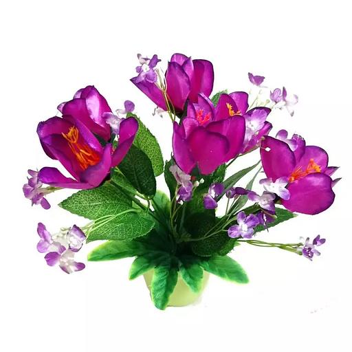 Цветы в горшке Крокусы с мелкими цветами фото 1