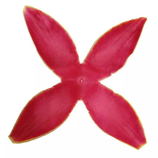 Заг-ка для розы YZ-65 оранжевой с жёлт.кантом 4-кон. средн. узк. 12-17,5см 1155шт/кг фото 1