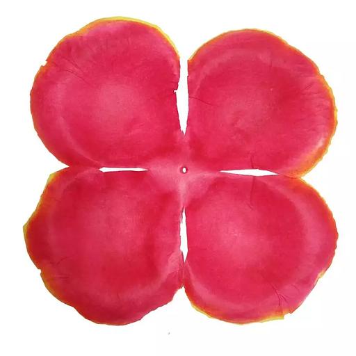 Заг-ка для розы YZ-63 бордовой с жёлт.кантом 4-кон. больш. кругл. 17-19,5см 508шт/кг фото 1