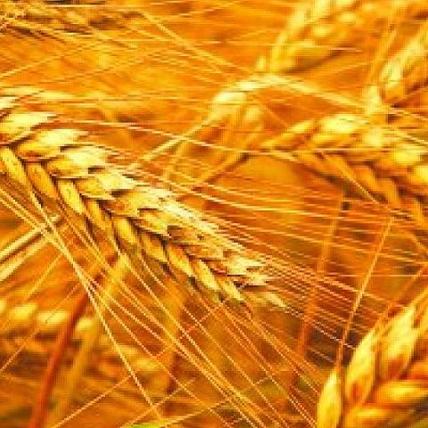 Ячмень яровой «Надежный» опт фото 1