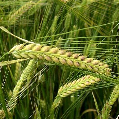 Ячмень яровой «Владимир» опт фото 1