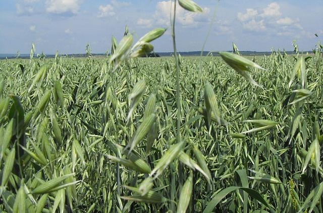 Овес яровой сорт «Яков» опт фото 1