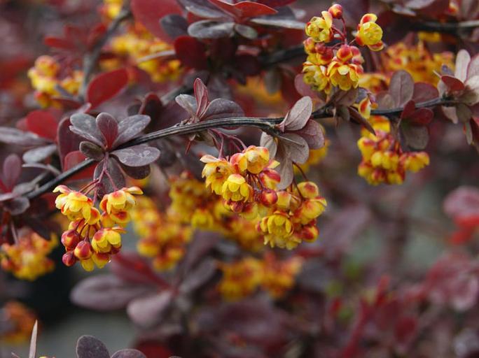 Барбарис оттавский Суперба - Саженцы декоративных кустарников фото 1