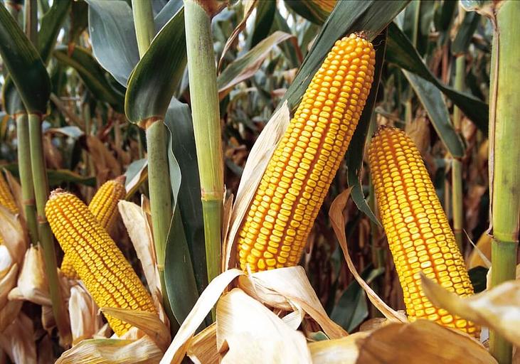 Семена - Кукуруза П8723 фото 1