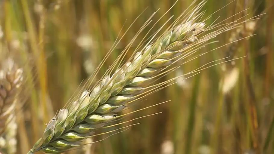 Семена ячменя сорт «Нур» ЭЛ опт фото 1