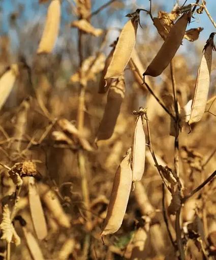 Семена гороха сорт «Джекпот» РС-2 опт фото 1