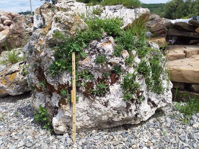 Валун известняк со мхом /тн (1400-2000 мм) фото 1