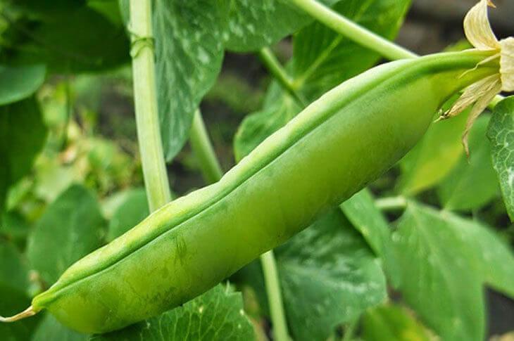 Семена гороха посевного «ВЕЛЬВЕТ» 2022 год фото 1