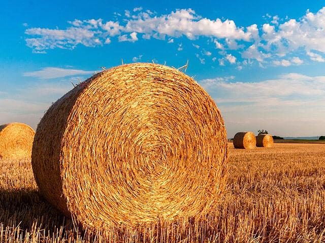 Семена травосмеси сенокосной опт фото 1