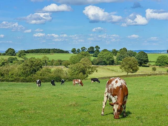Семена травосмеси пастбищной/кормовой опт фото 1