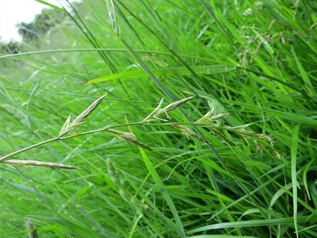 Семена овсяно-райграсного гибрида «Фестулолиум» опт фото 1