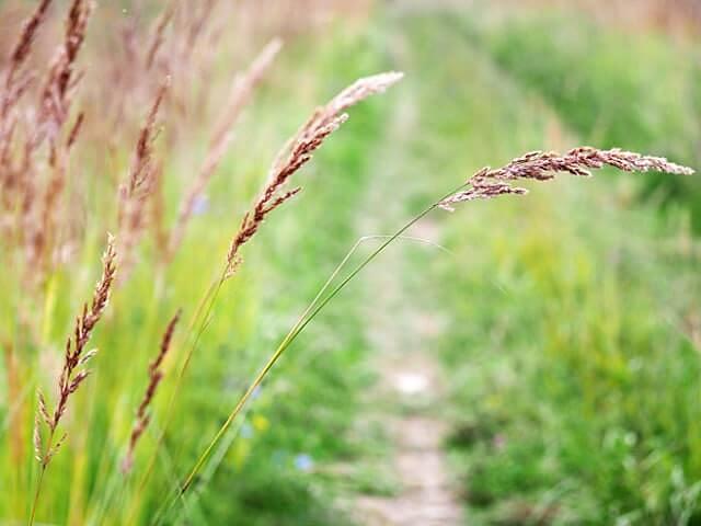 Семена «Овсяница красная» опт фото 1