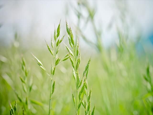 Семена «Овсяница луговая» опт фото 1